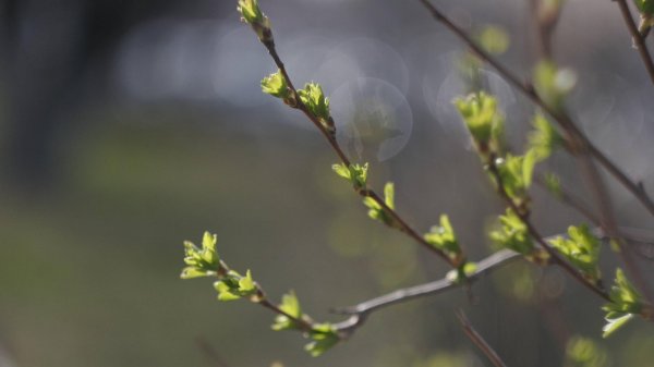 распускаются почки