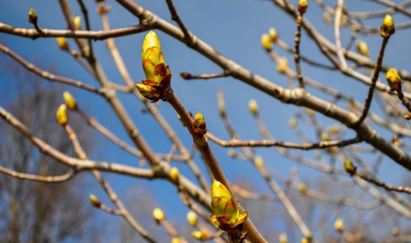 распускание почек на деревьях