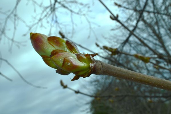 тополь набухание почек