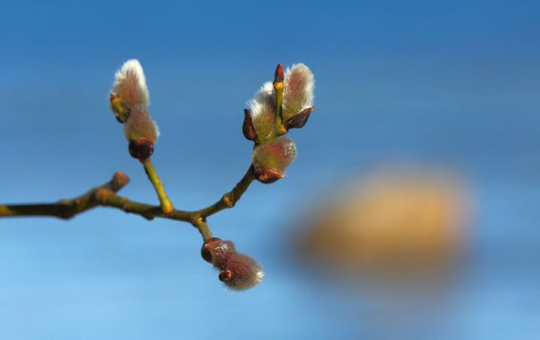 дерево верба