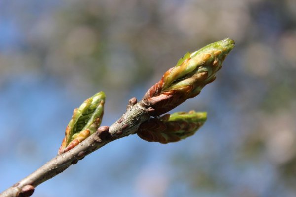 бруньки ольхи