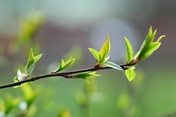 весенние веточки