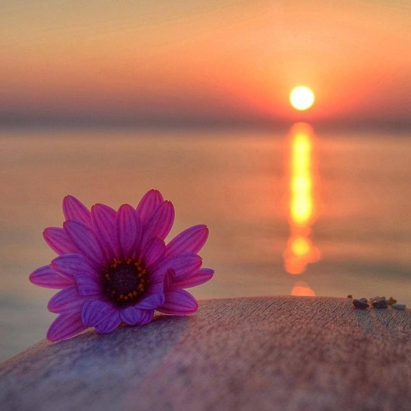 красивая цветок