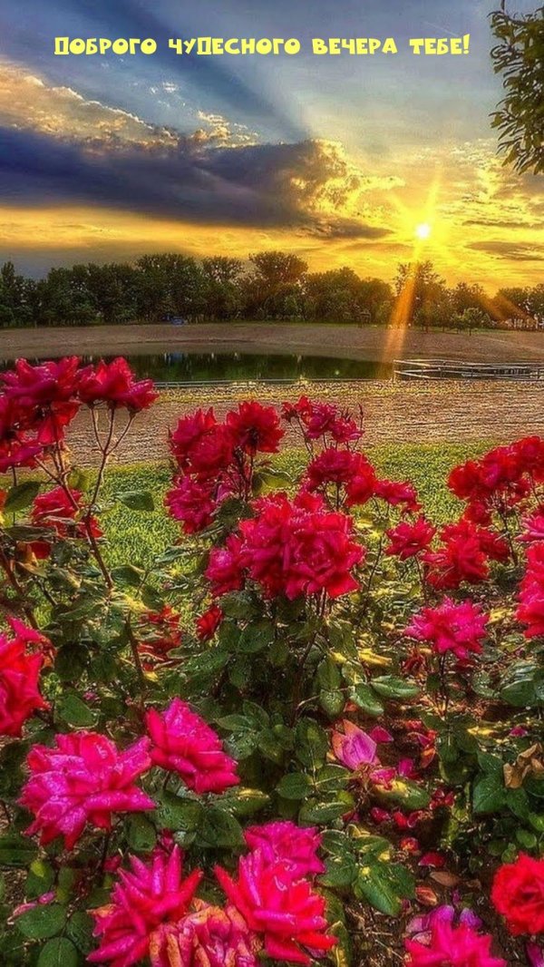 С цветами на закате
