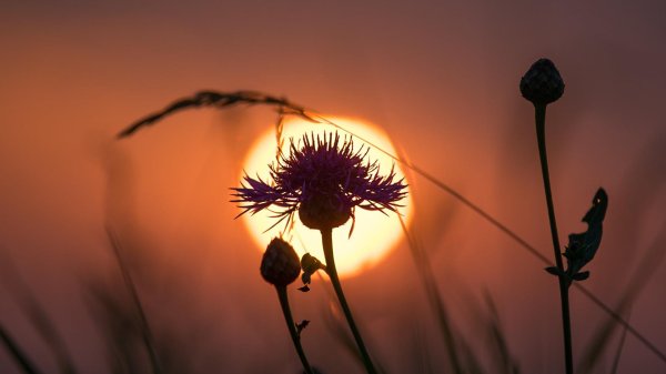 растения на фоне заката