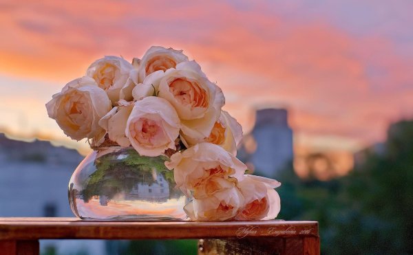 пионовидная роза