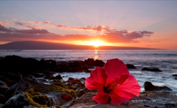 гибискус гавайи