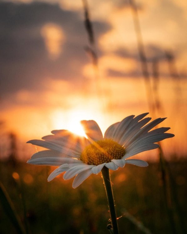 с ромашками