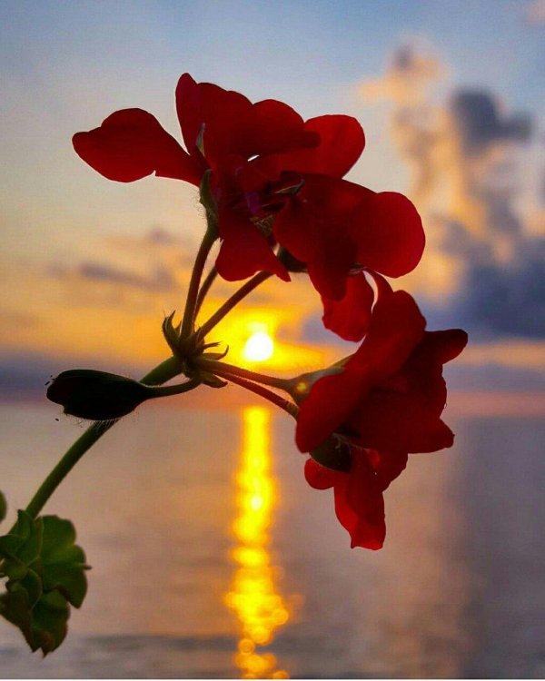 доброго летнего вечера