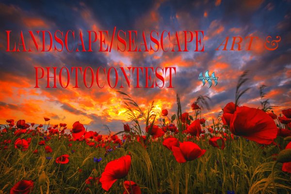 поле красных маков