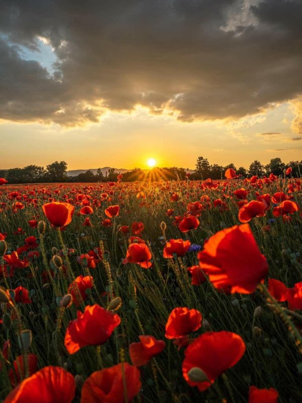 маковые поля в крыму