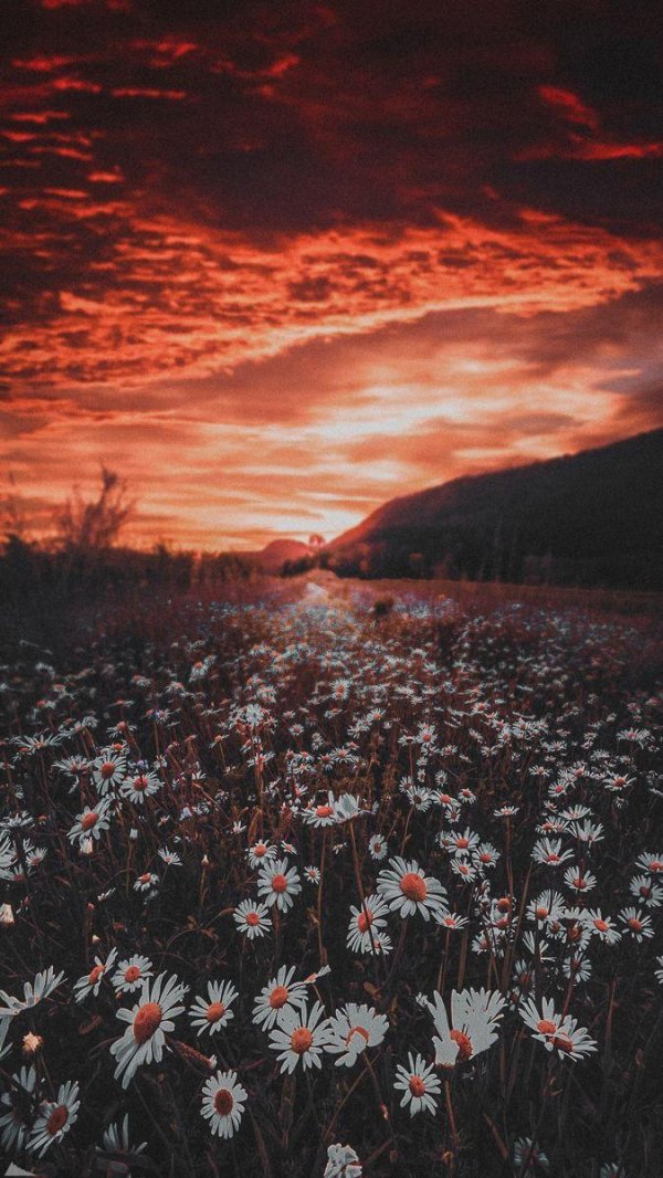 эстетика ромашек