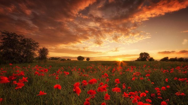 красивое поле