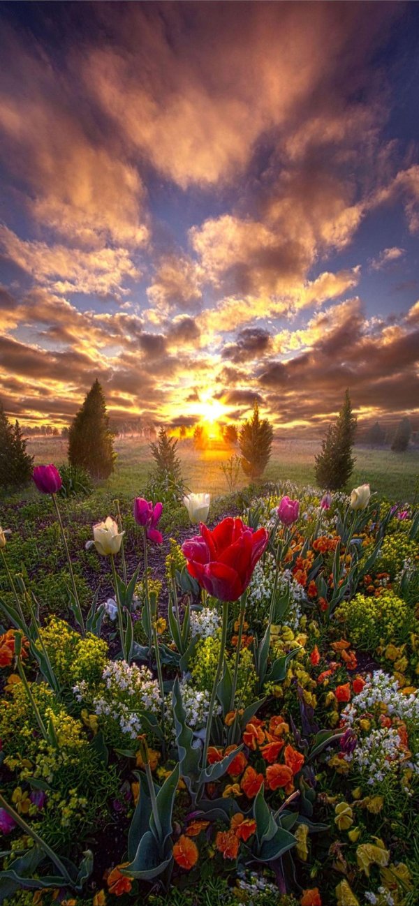 цветочное поле