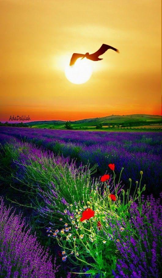 птица летящая к солнцу