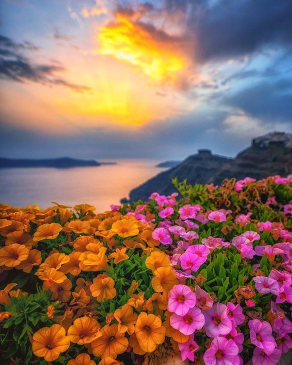 цветы рассвет