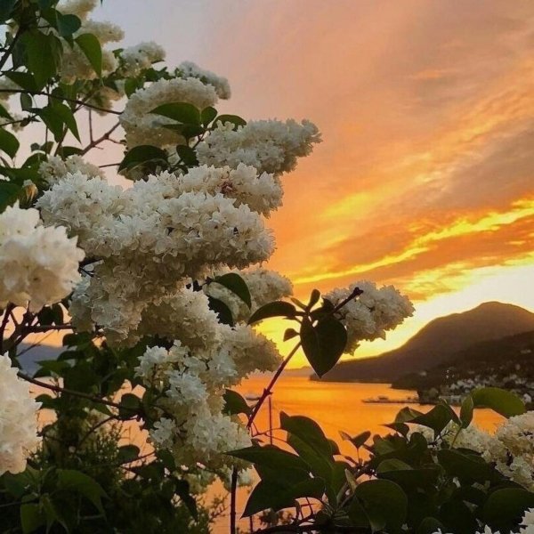 цветет сирень