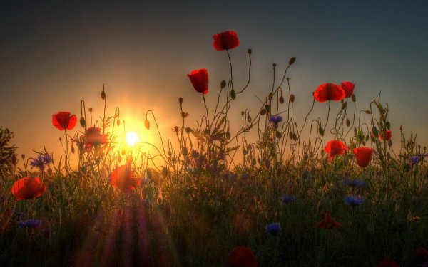 цветы в солнечных лучах