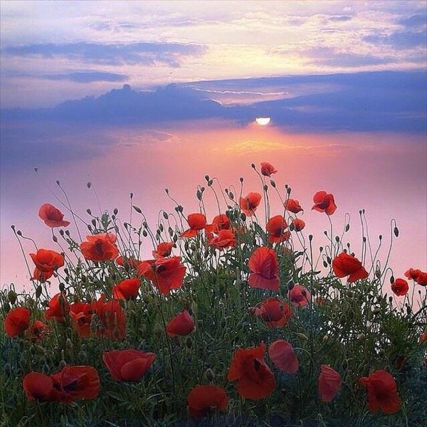 красивые маки