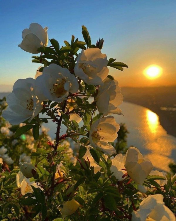 белый шиповник