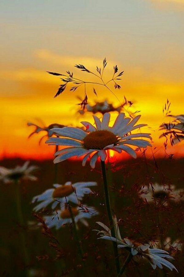 солнце рассвет