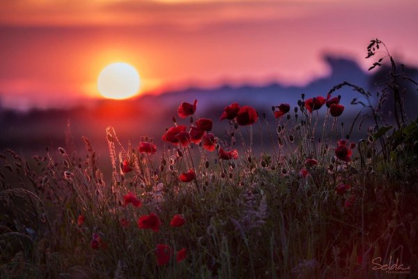 маковое поле