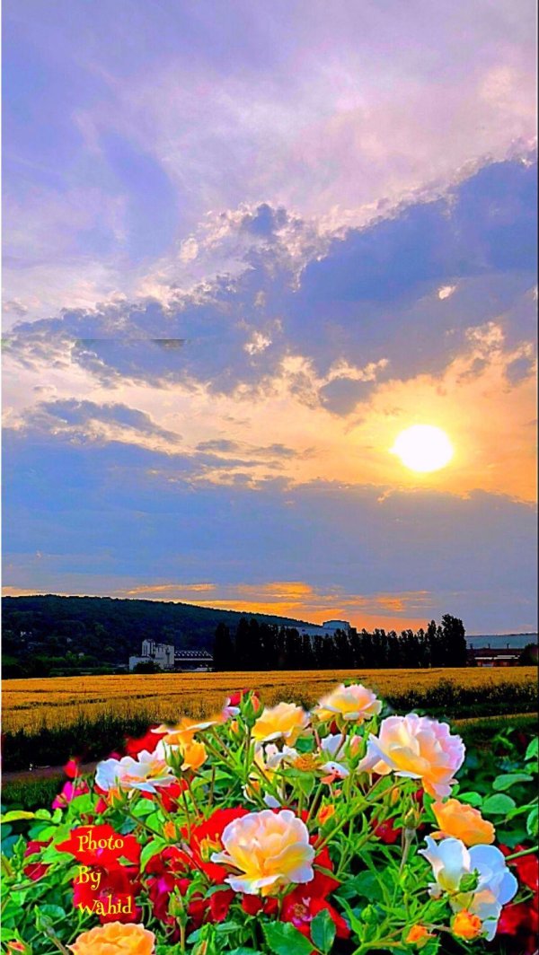 цветочный пейзаж