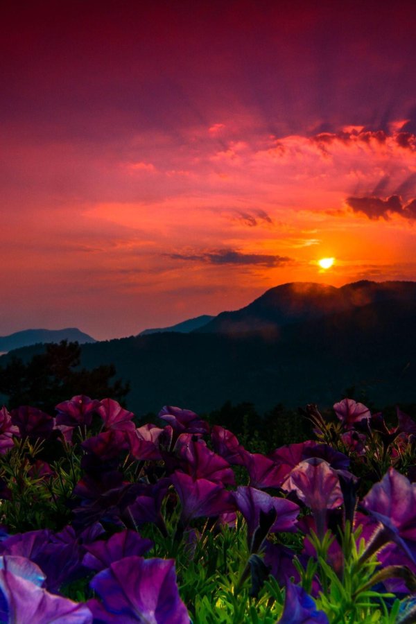 пейзажи с цветами