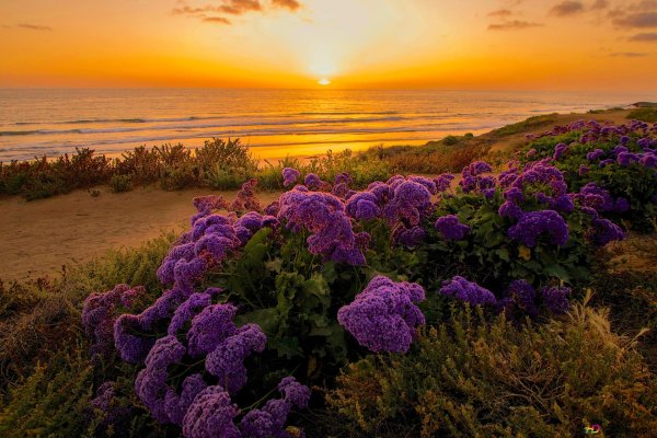 pacific ocean california