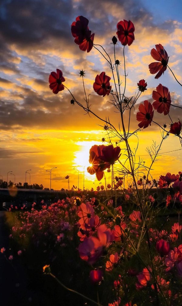 закат с цветами