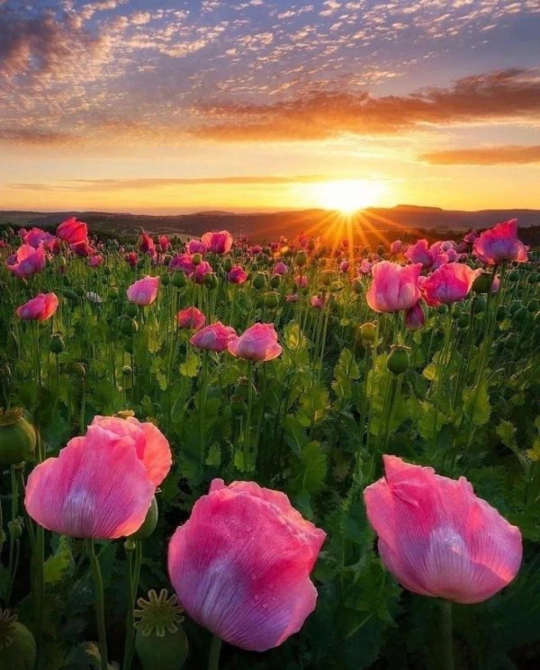 полей цветок