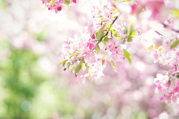 яблоня пинк цветение