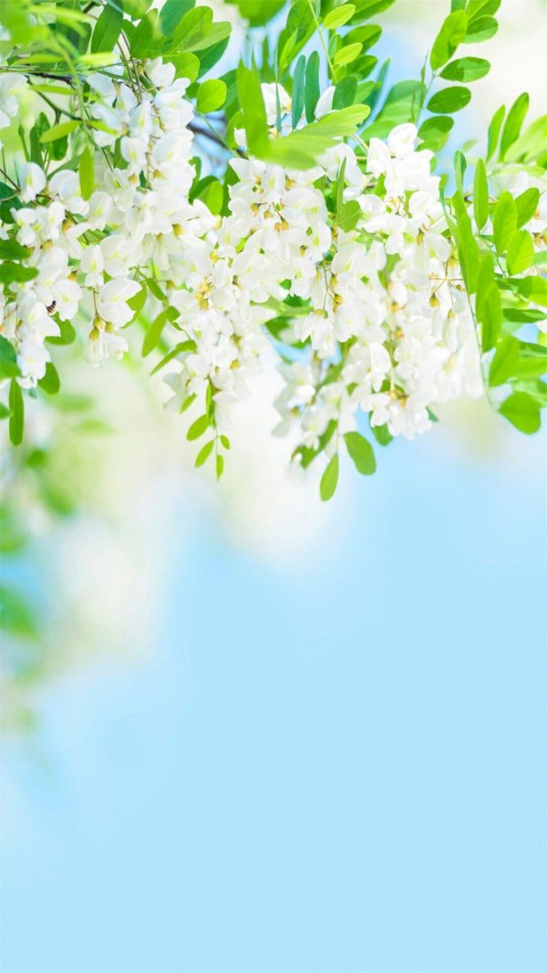 белая акация