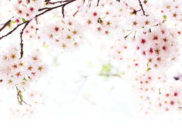 sakura cherry blossom