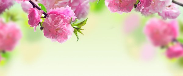 цветы для фона