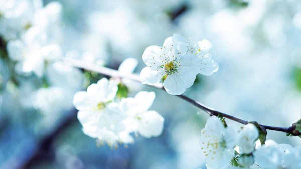 весенние цветы