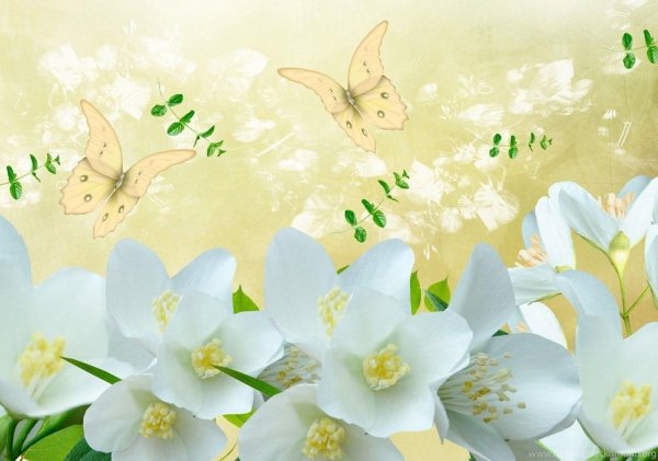 чубушник яблоневый цвет