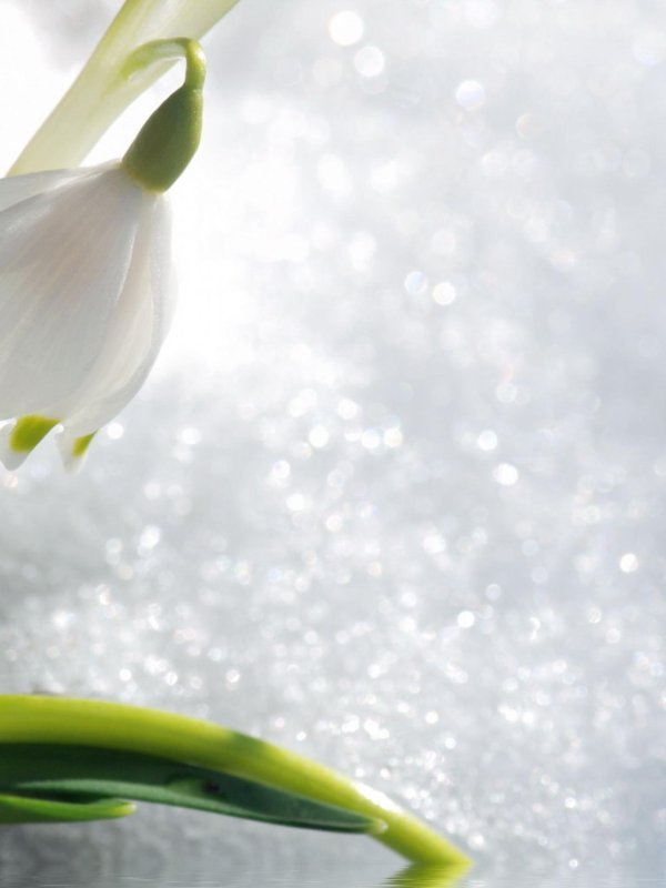 цветок подснежник