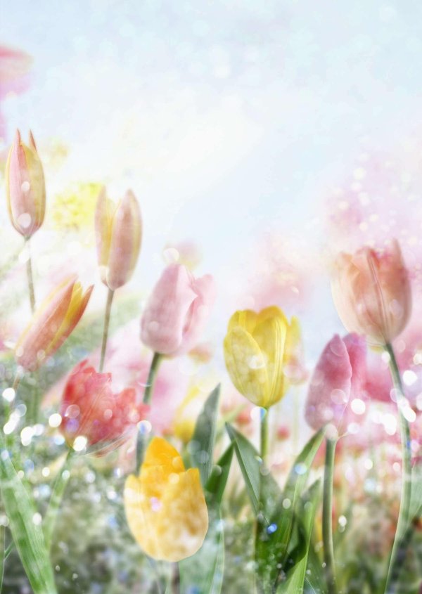 цветочные фоны