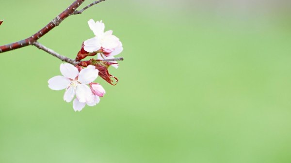 ветка цветущей вишни