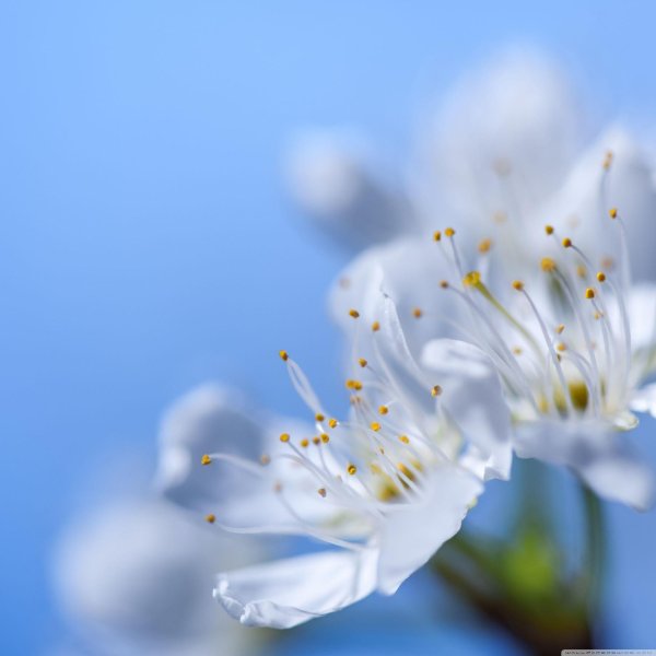 белые цветки