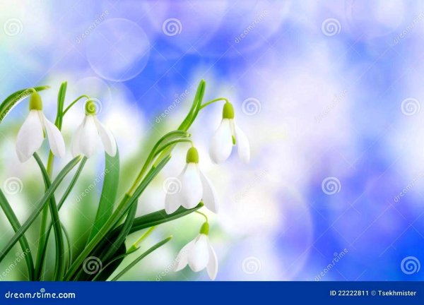 весна подснежник