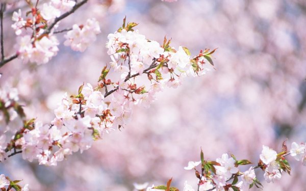 цветет вишня