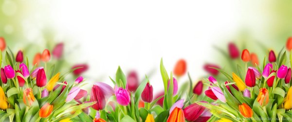 тюльпаны баннер