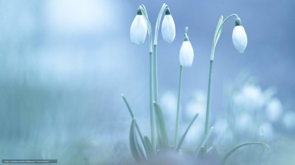 подснежник голубой
