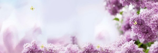 рамка сирень