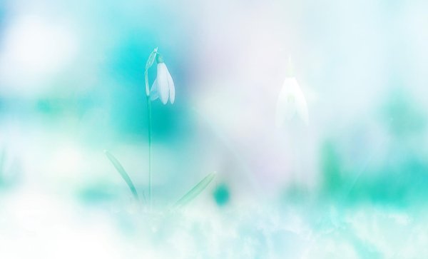 голубой подснежник