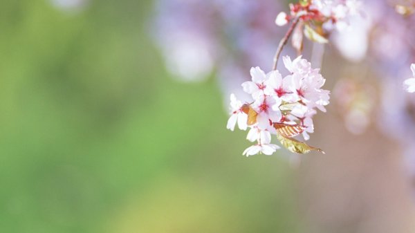 цветки вишни