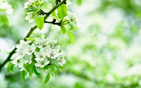 груша уссурийская цветение