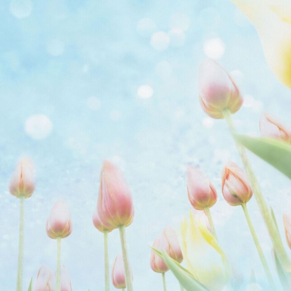 цветочные фоны